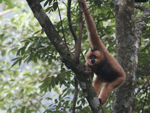 ��������AM2������Ϣ���������AFR���ڸ��������InR��ë�����������㣩