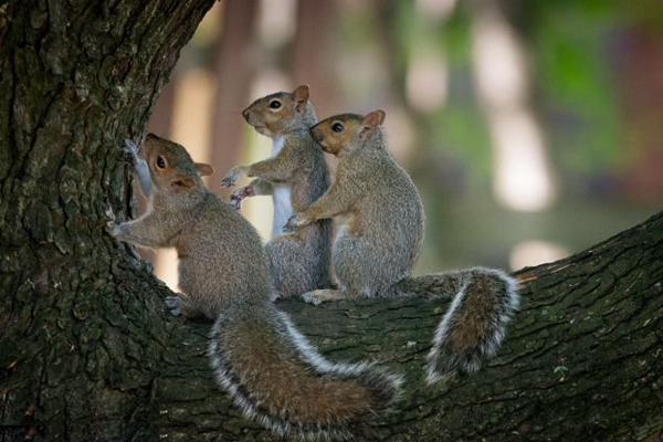 加拿大小松鼠跳“康茄舞”