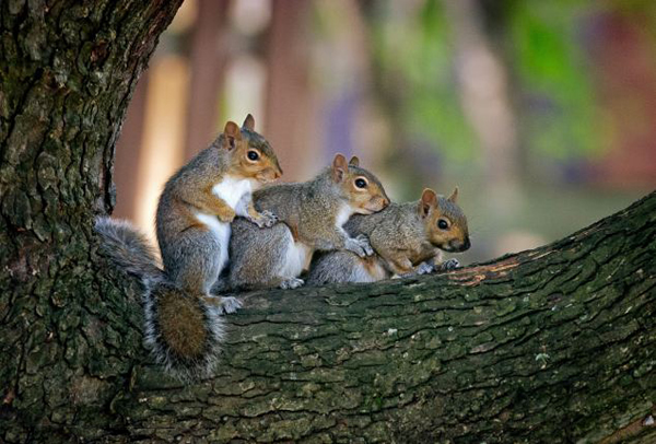 加拿大小松鼠跳“康茄舞”