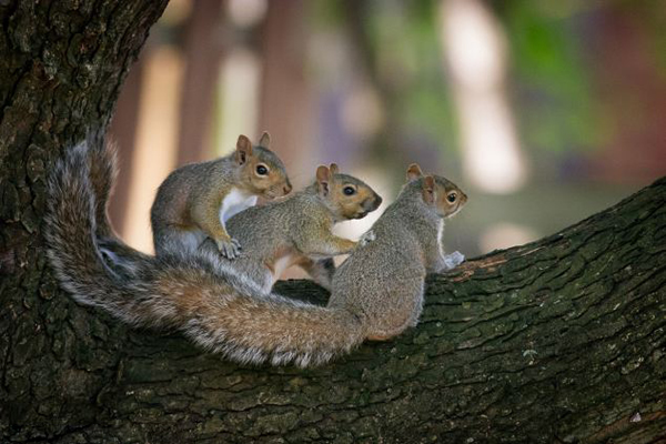加拿大小松鼠跳“康茄舞”