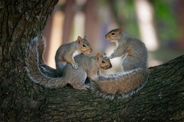 加拿大小松鼠跳“康茄舞”