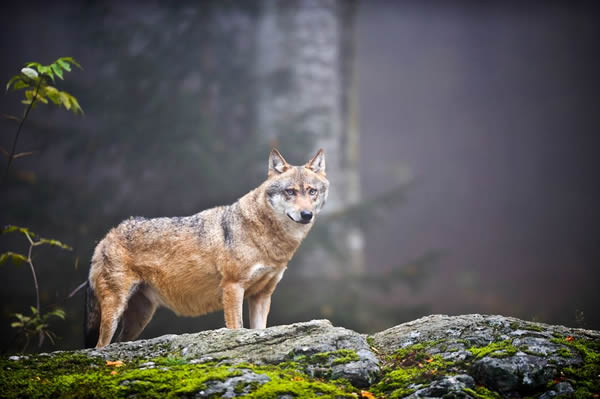 A Grey Wolf (Canis lupus) on a moss-covered rock in the Bavarian Forest, Bavaria