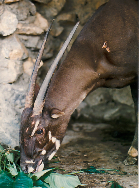 A female saola pictured in Laos in 1996. Photograph by William Robichaud.