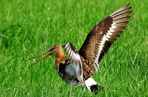 Riddle of Early Bird Migration Cracked