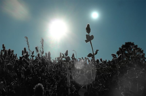 Purple plants may thrive under binary stars.