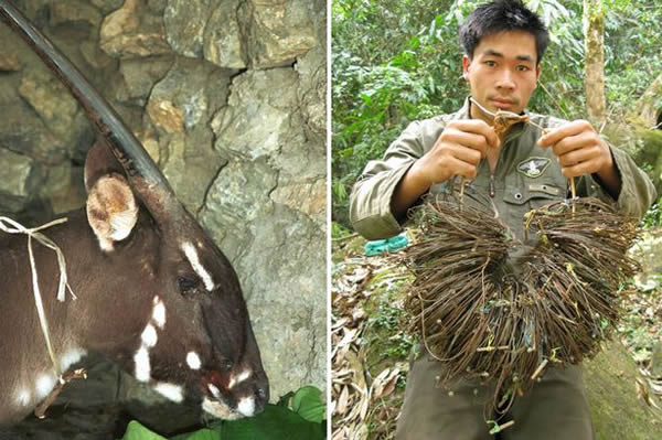濒危物种“亚洲独角兽”Saola现身越南