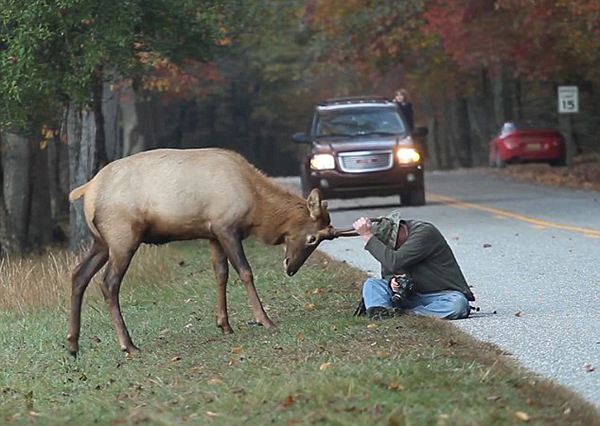美国大烟山国家公园摄影师被繁殖期的麋鹿纠缠