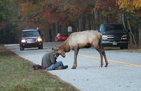 美国大烟山国家公园摄影师被繁殖期的麋鹿纠缠