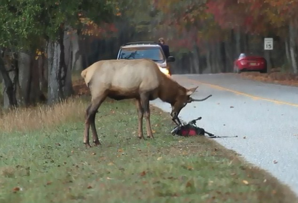 美国大烟山国家公园摄影师被繁殖期的麋鹿纠缠