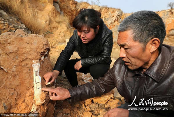 安徽淮北发现大型脊椎动物化石