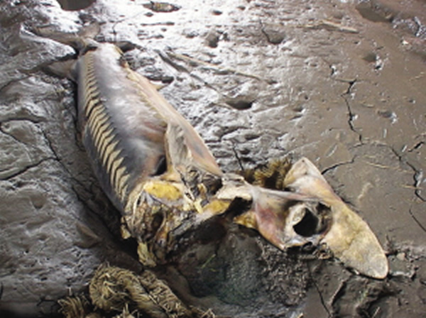 �Ͼ�����ˮ��һ��ͷ����һ��100����Ұ���л������ڽ�̲��