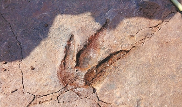浙江东阳境内已发现不同种类的脚印化石90余个