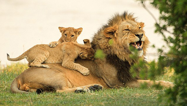 南非国家公园小狮子因木棍起战争雄狮“搅局”显父爱