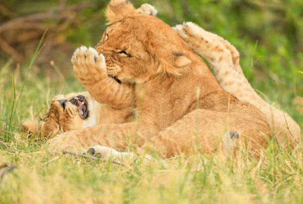 南非国家公园小狮子因木棍起战争雄狮“搅局”显父爱