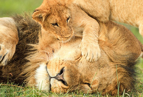 南非国家公园小狮子因木棍起战争雄狮“搅局”显父爱