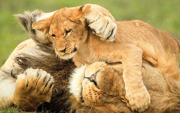 南非国家公园小狮子因木棍起战争雄狮“搅局”显父爱