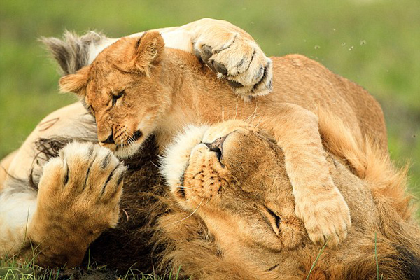 南非国家公园小狮子因木棍起战争雄狮“搅局”显父爱