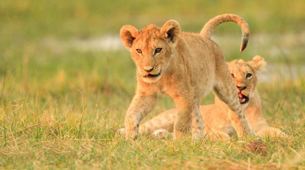 南非国家公园小狮子因木棍起战争雄狮“搅局”显父爱