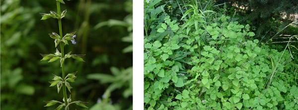 ����������������ֲ����Ҷ��β��