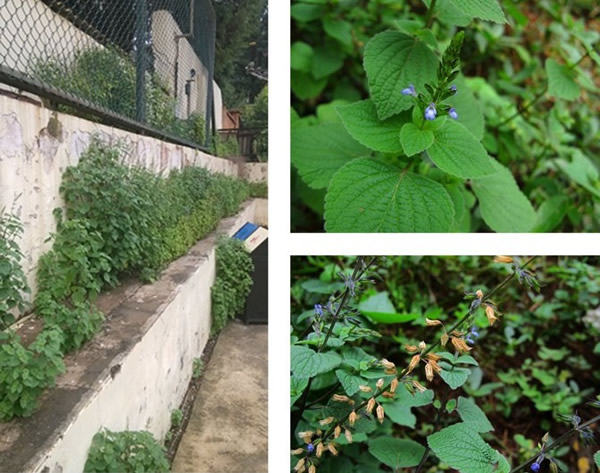 ����������������ֲ����Ҷ��β��