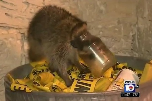 美国一只贪吃浣熊脑袋卡进玻璃瓶