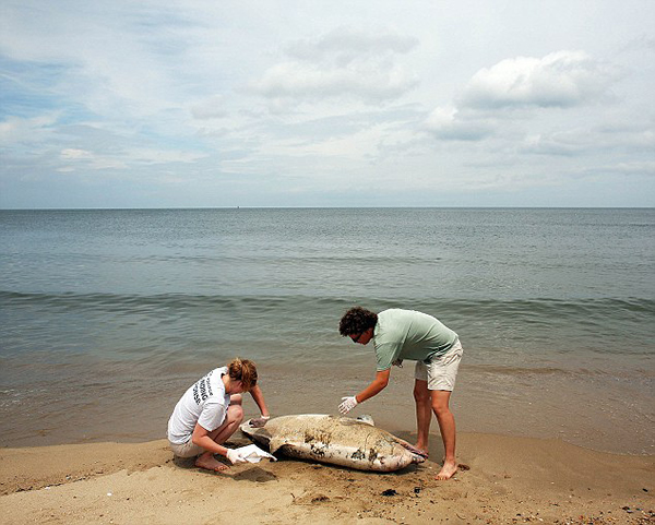 美国东海岸搁浅的4头鲸鱼均携带麻疹病毒