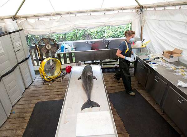 美国东海岸搁浅的4头鲸鱼均携带麻疹病毒