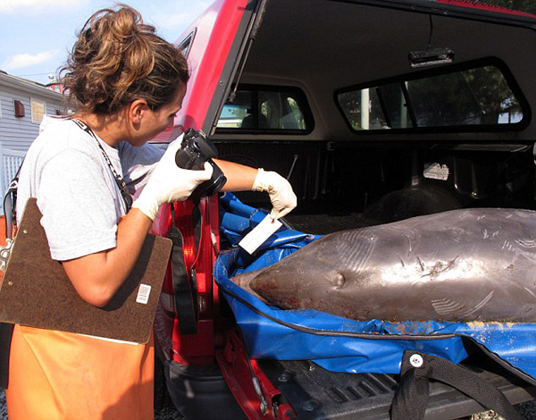 美国东海岸搁浅的4头鲸鱼均携带麻疹病毒