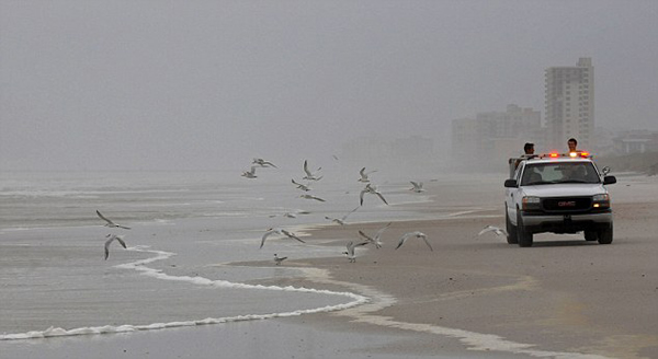 美国东海岸搁浅的4头鲸鱼均携带麻疹病毒