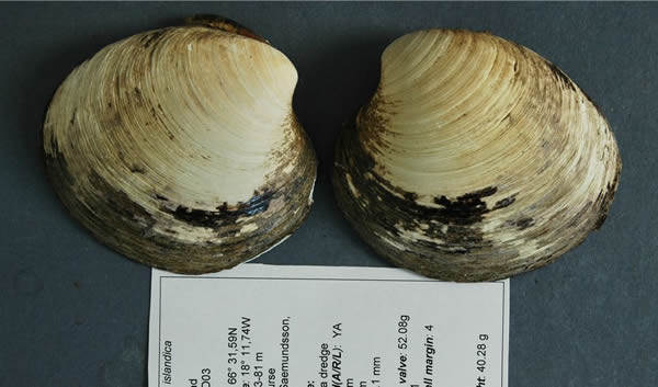 Shell valves from a specimen of Arctica islandica that was found to have lived f