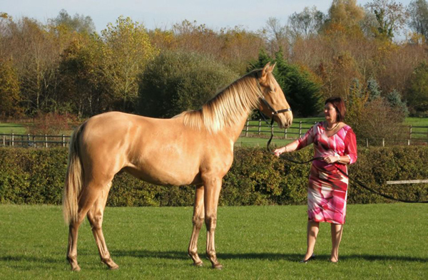 Ӣ��ΨһһƥѪͳ�����İ���¬������