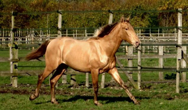 Ӣ��ΨһһƥѪͳ�����İ���¬������