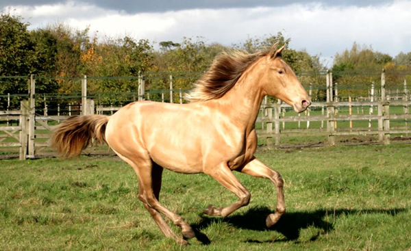 Ӣ��ΨһһƥѪͳ�����İ���¬������