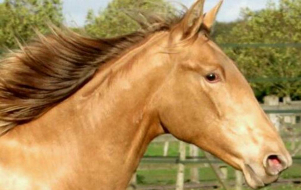 Ӣ��ΨһһƥѪͳ�����İ���¬������