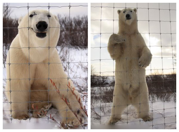 以色列女摄影师在加拿大近距离拍摄北极熊