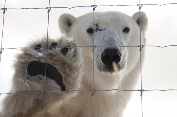 以色列女摄影师在加拿大近距离拍摄北极熊