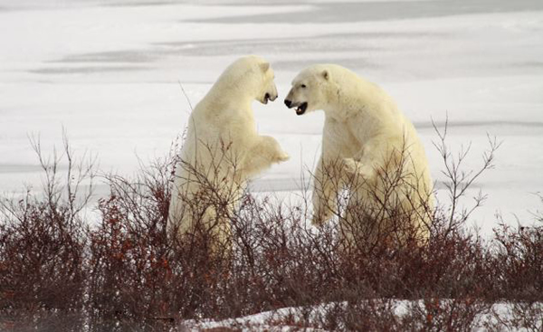 以色列女摄影师在加拿大近距离拍摄北极熊