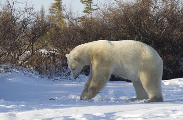 以色列女摄影师在加拿大近距离拍摄北极熊