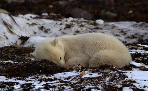 以色列女摄影师在加拿大近距离拍摄北极熊