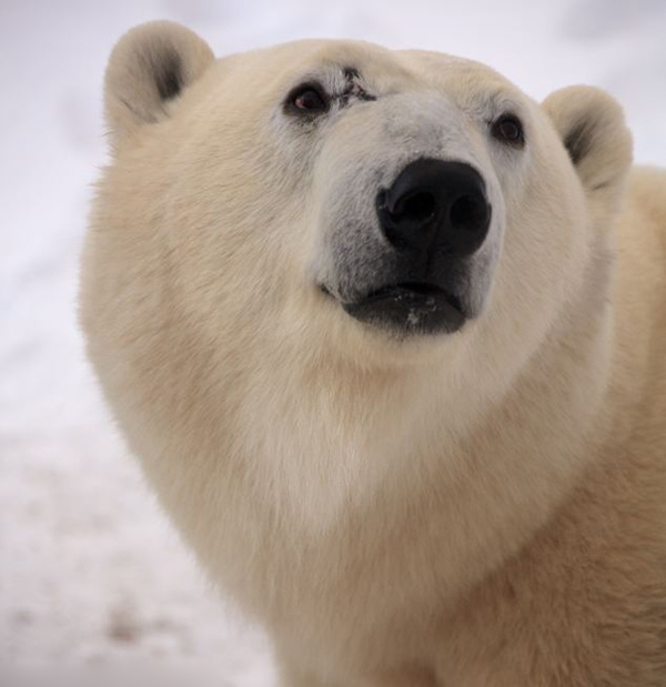 以色列女摄影师在加拿大近距离拍摄北极熊