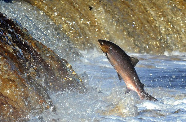 Ӣ����Ⱦ�����صĺ���̩�������ڳ�����������