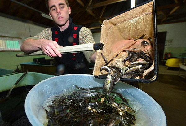 Ӣ����Ⱦ�����صĺ���̩�������ڳ�����������