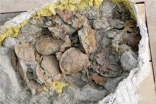 新疆境内发现大约1800个侏罗纪时代的乌龟化石