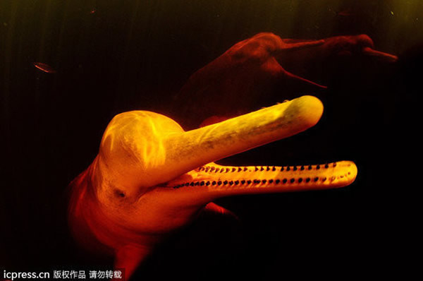 ����ѷˮ��ķۺ쵭ˮ��