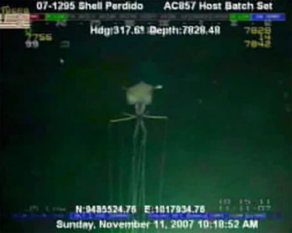 摄像机在美国墨西哥湾水下2134米处拍摄到8米长巨型乌贼