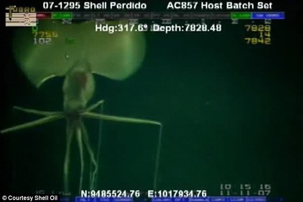 2007年11月,壳牌公司远程水下设备ROV在墨西哥湾海底2377米深处探测到一只长臂乌贼