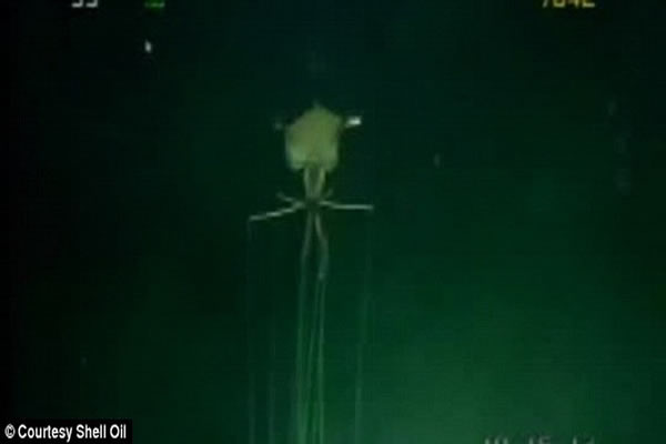 长臂乌贼的触角长度和外型都一致,而普通的乌贼长着两个较短的“手臂”和8个较长的触角