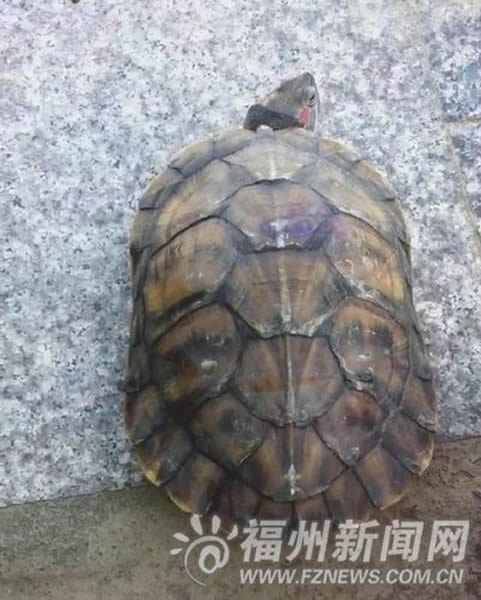 ���߼񵽰��׳����ڹ�