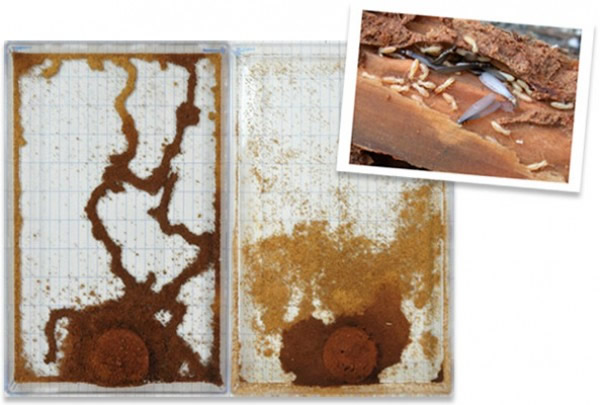 ��ͬ����Ⱥ�Ľ����������