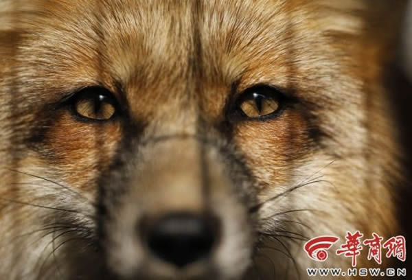 11��21�գ���������������������ֳ԰����һֻ����������������Զ������ͬ��������ɱ